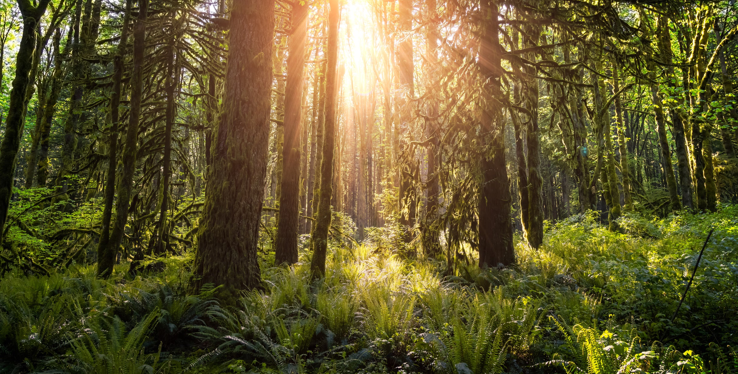 The Healing Power of Forest Bathing