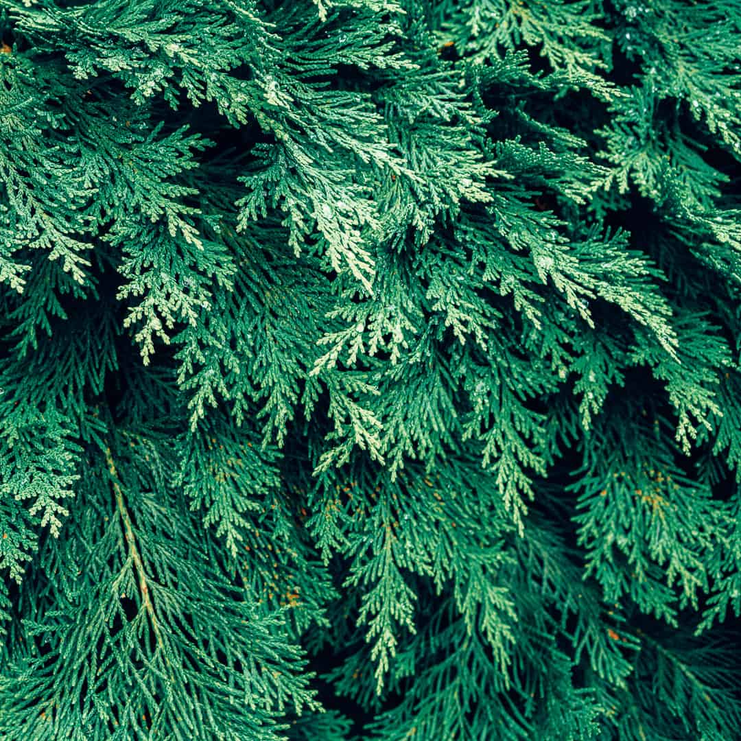 Cedar + Sandalwood | Shampoo
