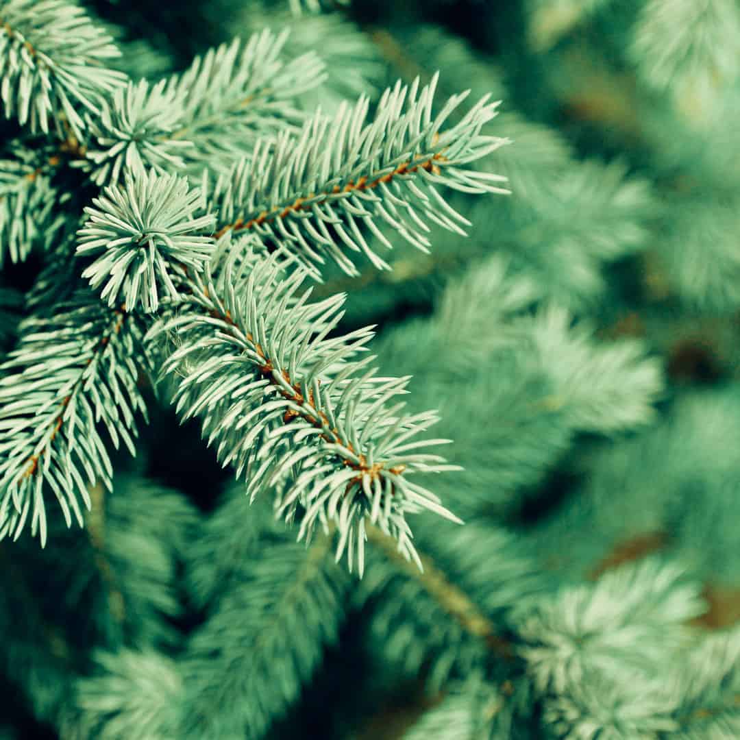 Fir + Sage | Starter Bundle