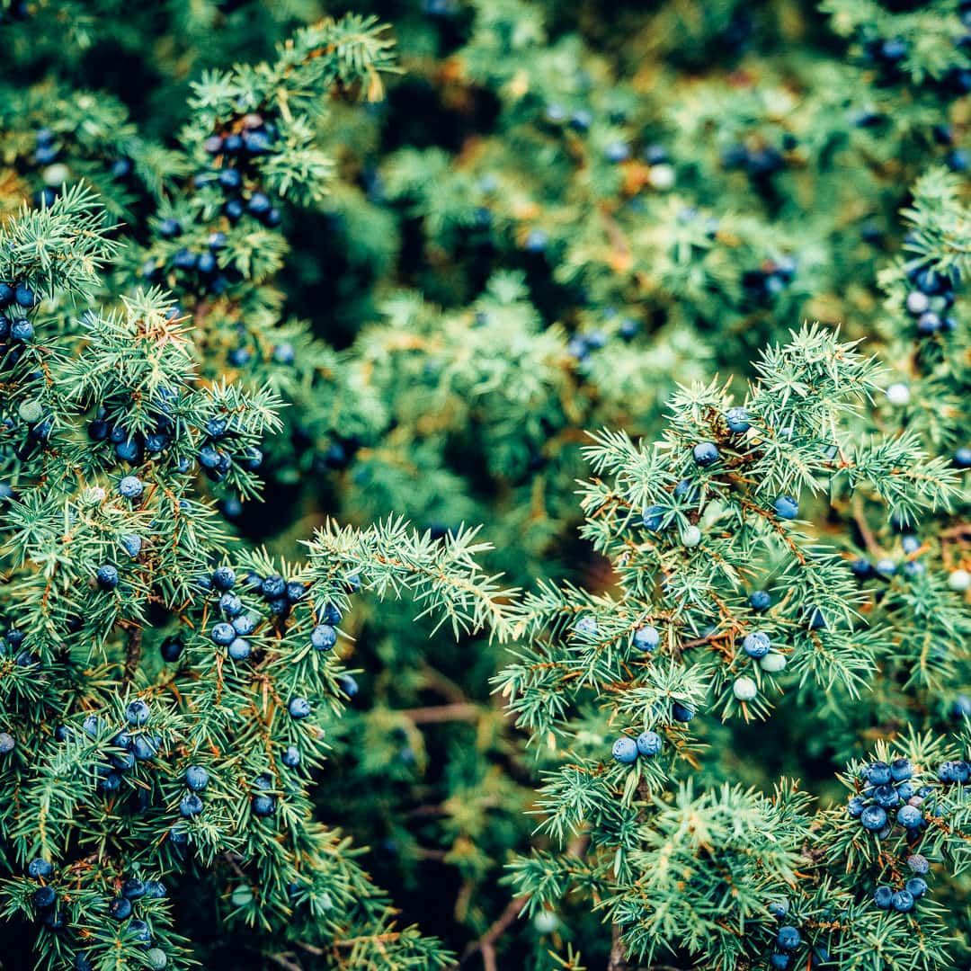Lavender + Juniper | Body Wash