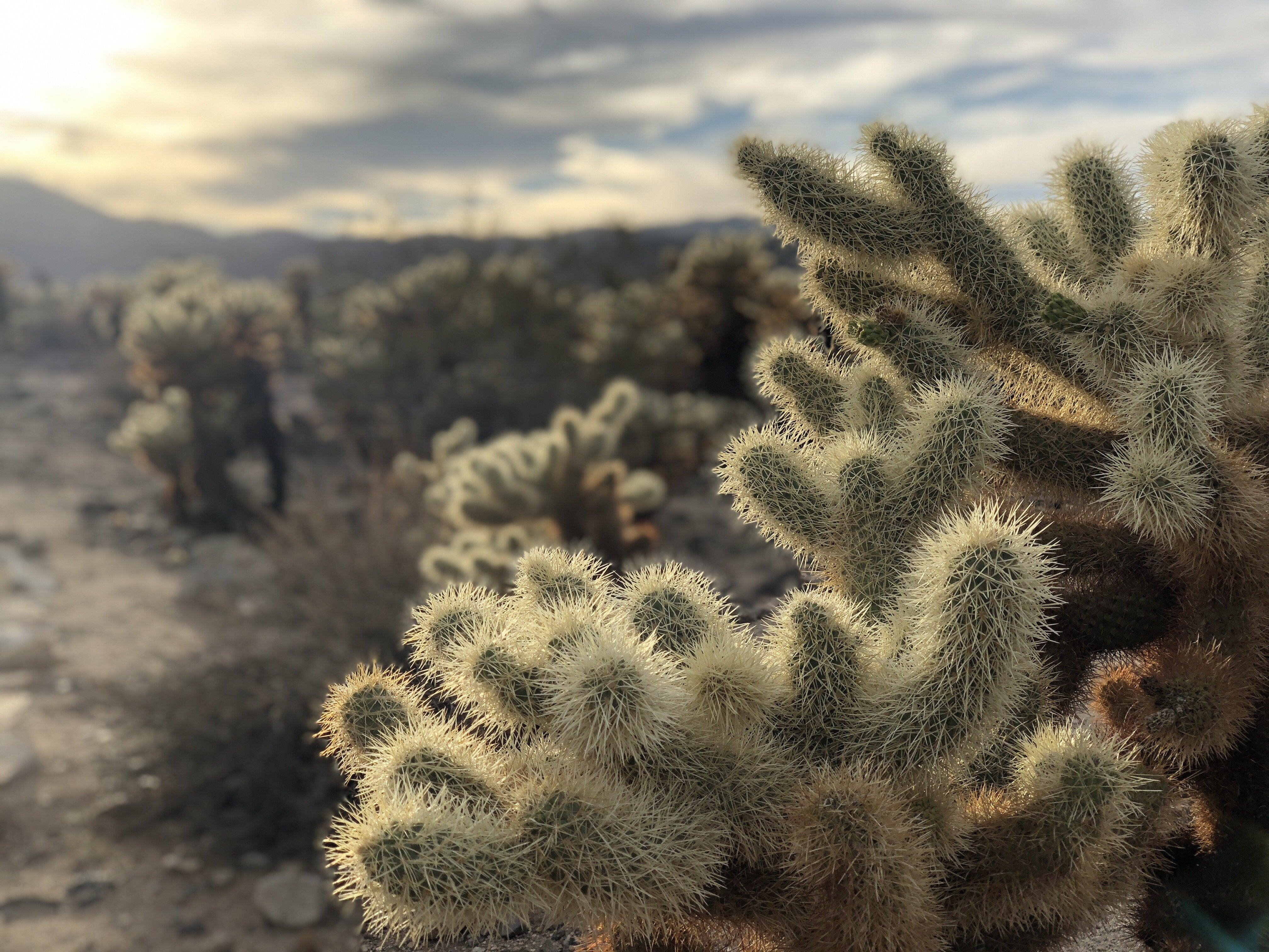 Winter Destination: Joshua Tree, California