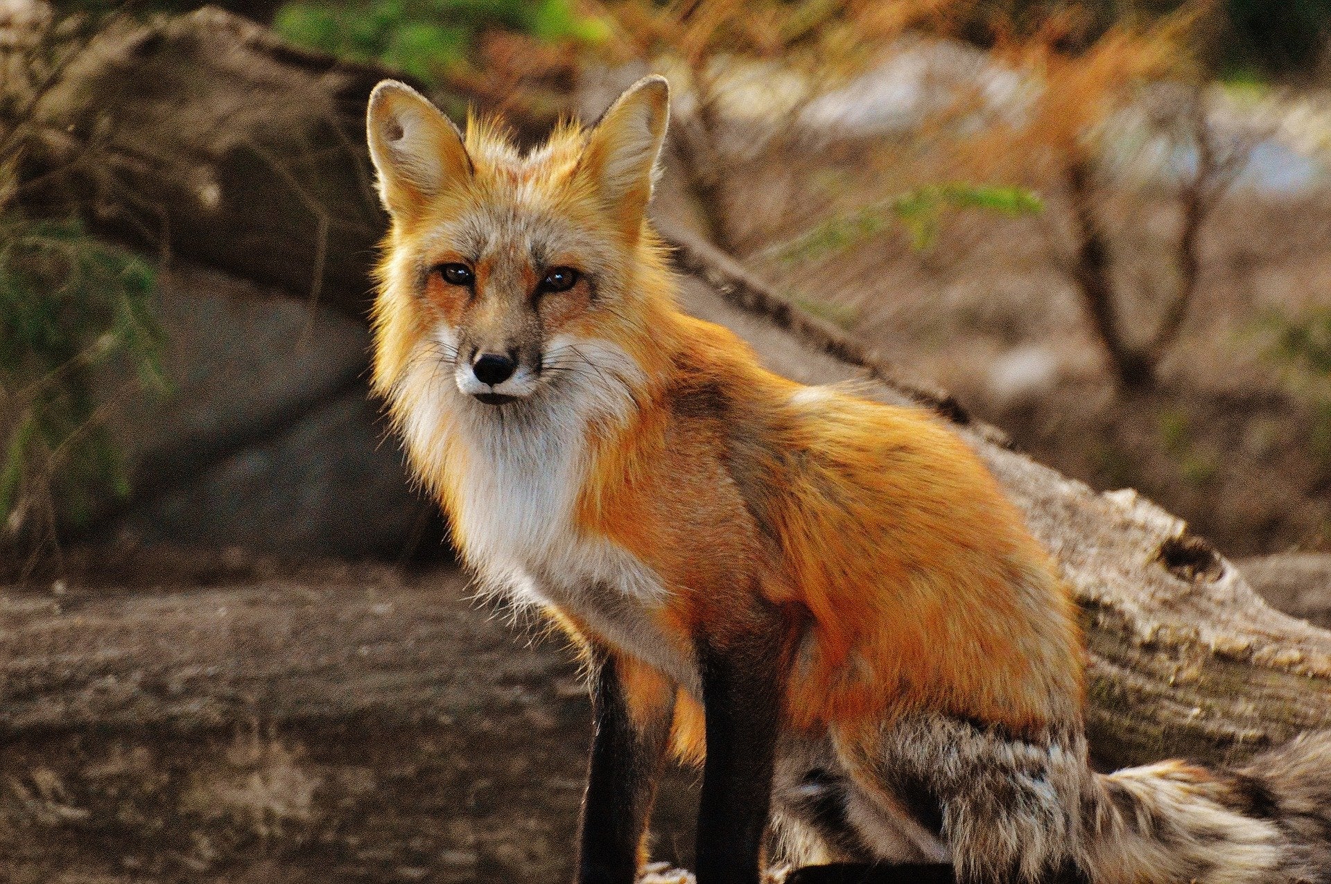 Is Your Animal Guide A Fox?