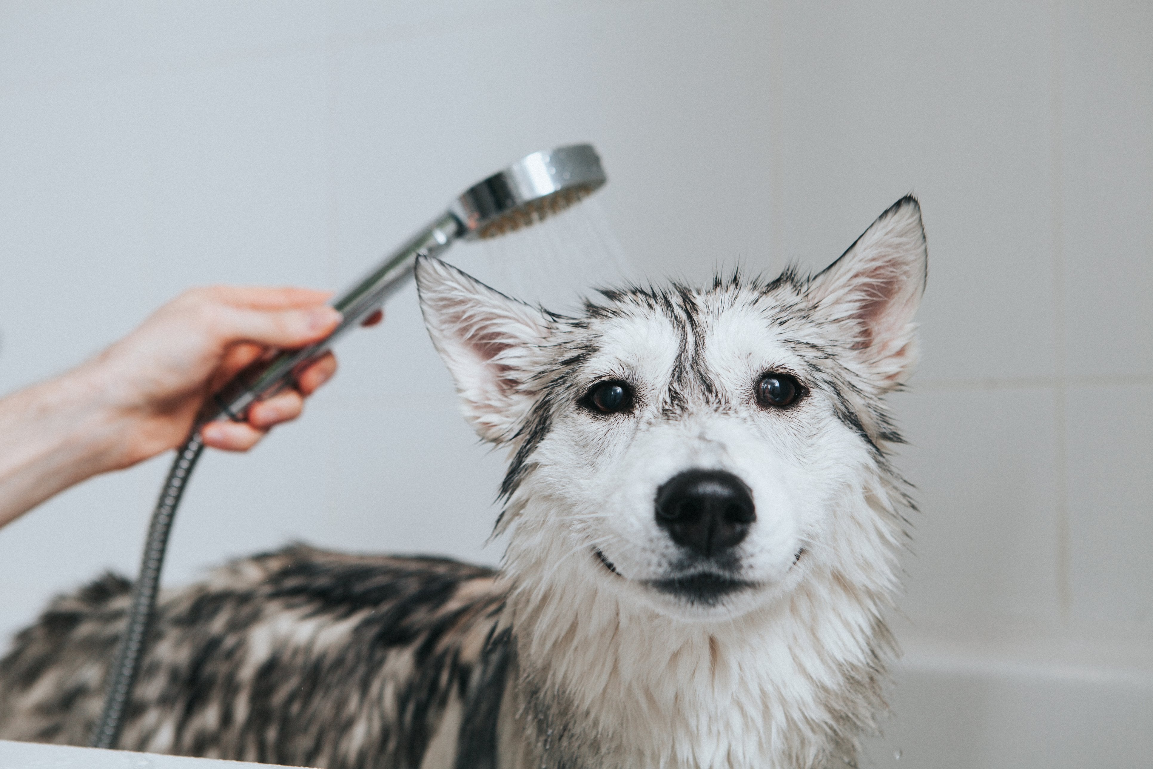 The Perfect Dog Wash