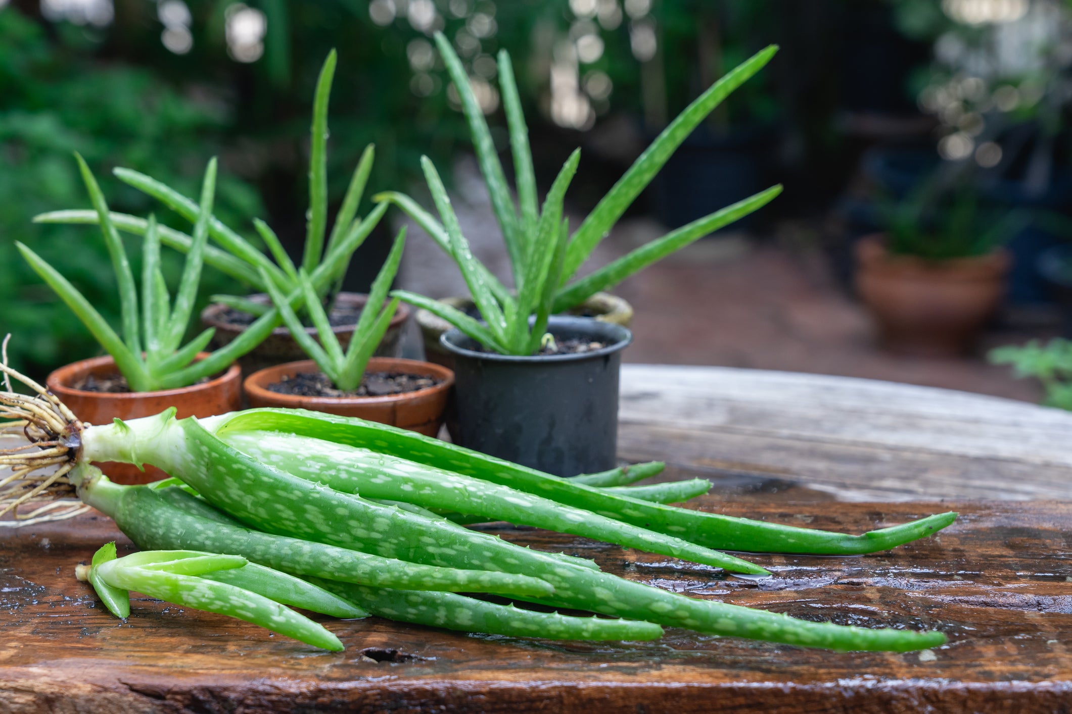 We Love Aloe For Skin & Hair