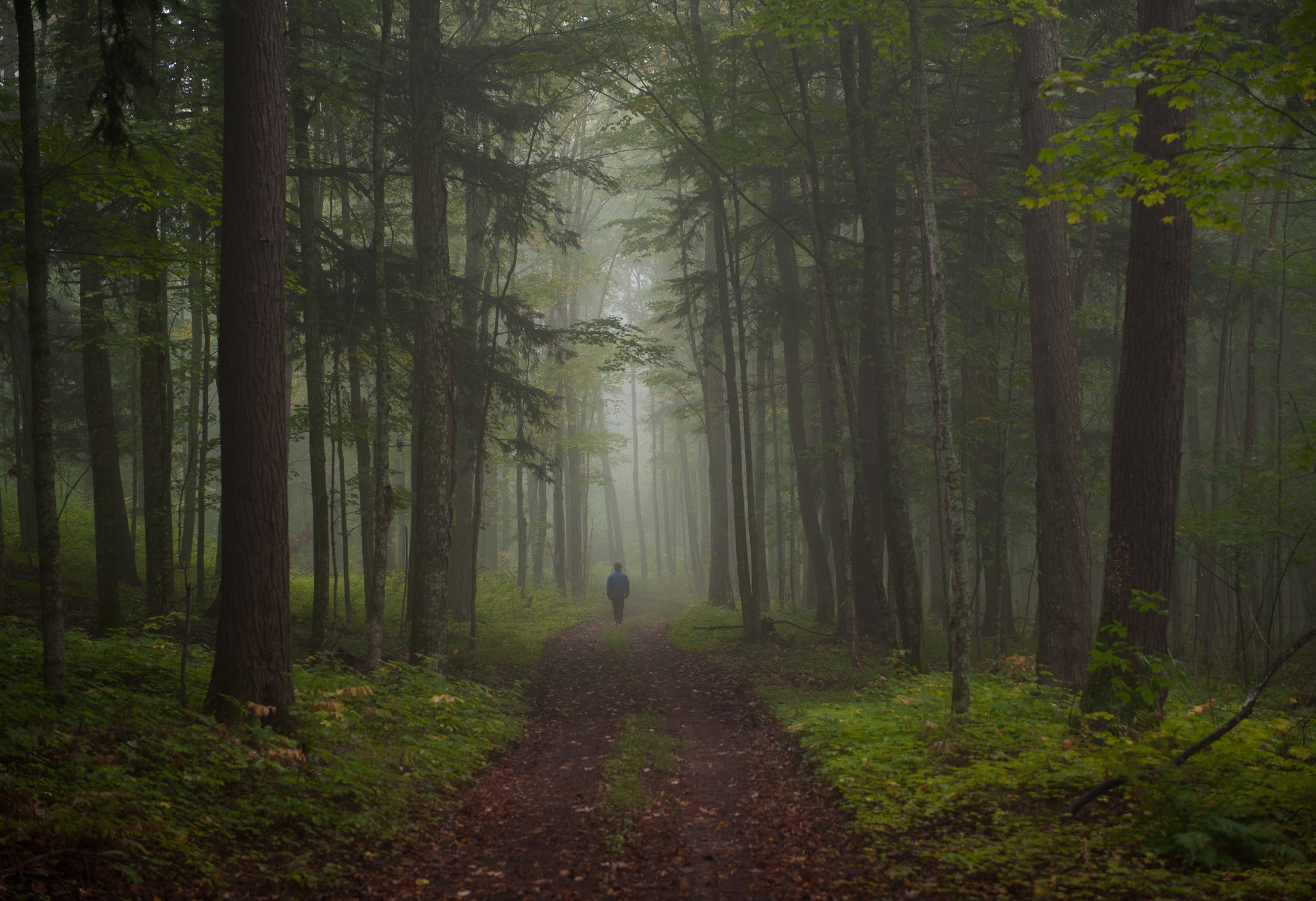 person alone in the jungle