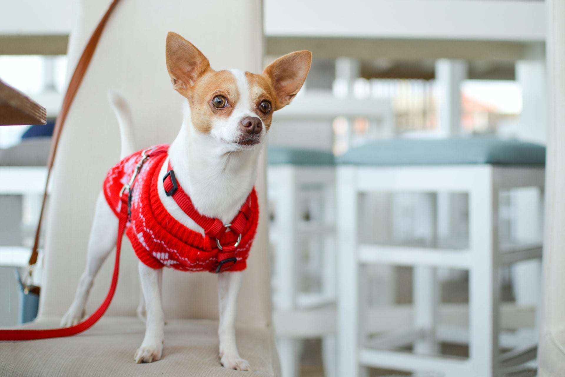 Celebrate Ugly Sweater Day With Your Dog