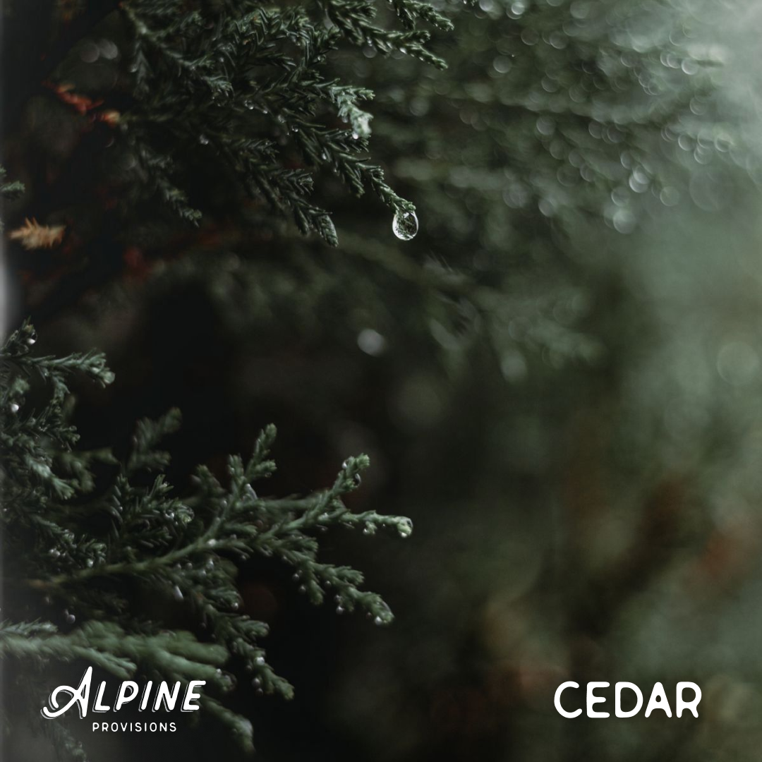 Cedar + Sandalwood | Starter Bundle