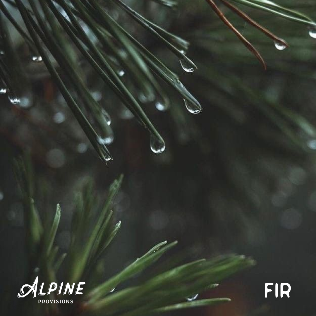 Fir + Sage | Starter Bundle