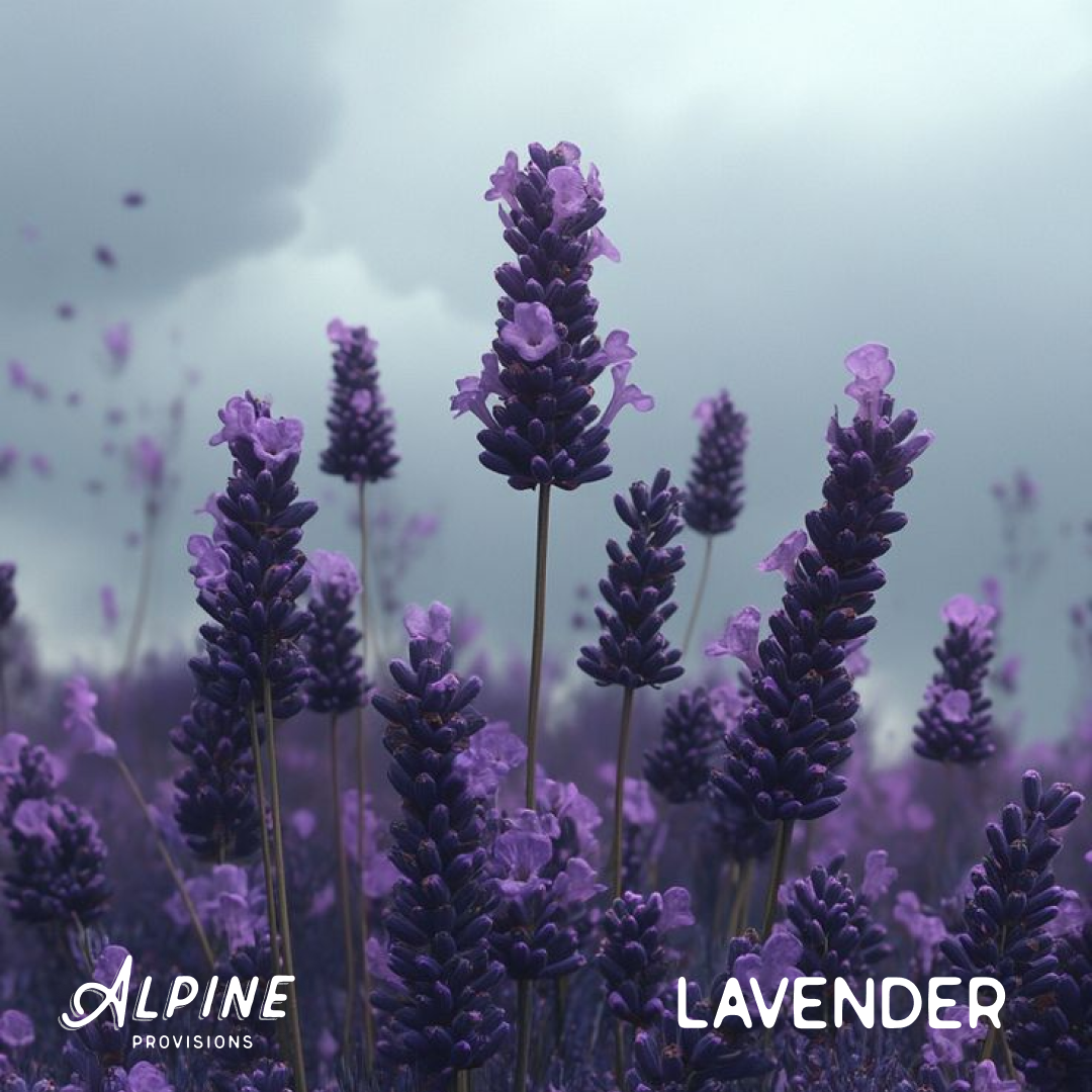 Lavender + Juniper | Body Wash