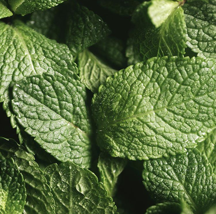 Rosemary + Mint | Conditioner